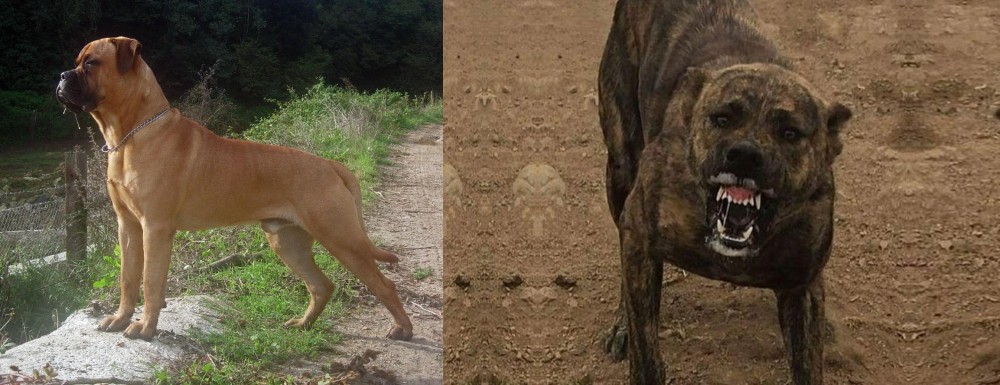 Dogo Sardesco vs Bullmastiff - Breed Comparison