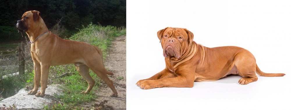 Dogue De Bordeaux vs Bullmastiff - Breed Comparison