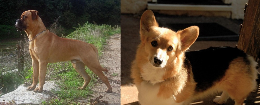 Dorgi vs Bullmastiff - Breed Comparison
