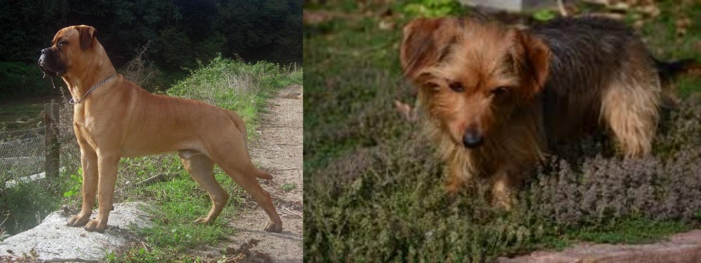 Dorkie vs Bullmastiff - Breed Comparison