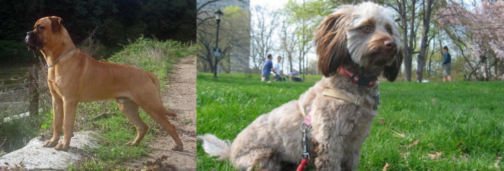 Doxiepoo vs Bullmastiff - Breed Comparison