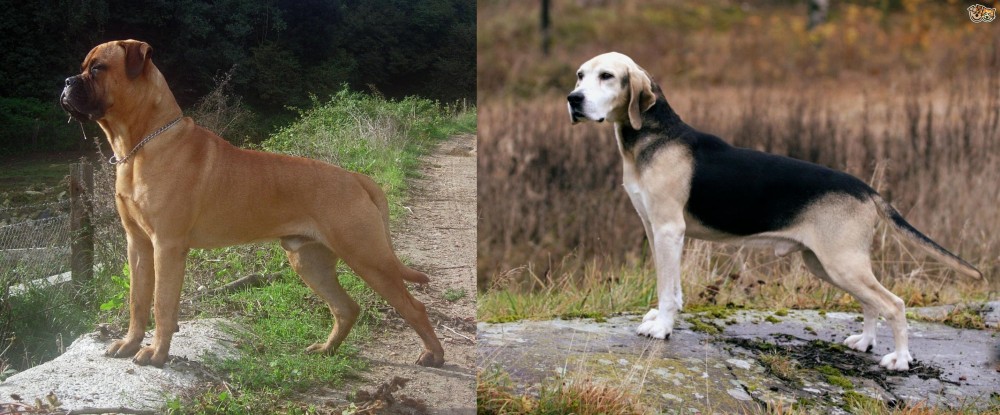 Dunker vs Bullmastiff - Breed Comparison