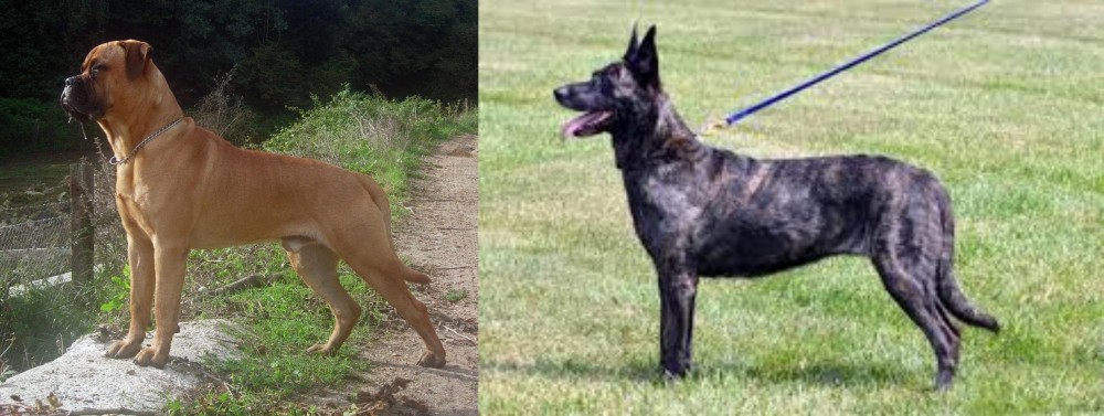 Dutch Shepherd vs Bullmastiff - Breed Comparison