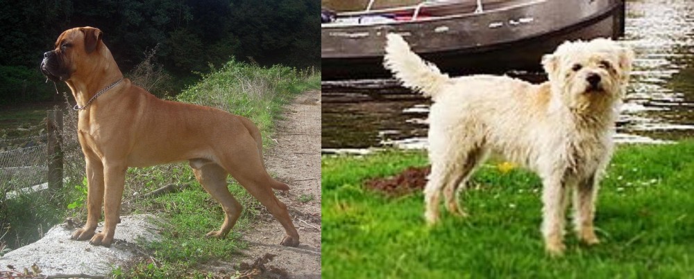 Dutch Smoushond vs Bullmastiff - Breed Comparison