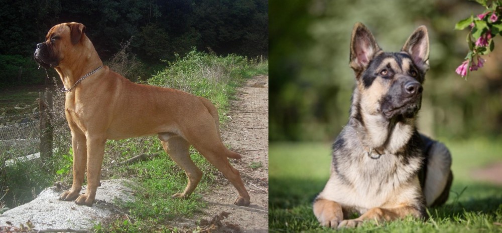 East European Shepherd vs Bullmastiff - Breed Comparison