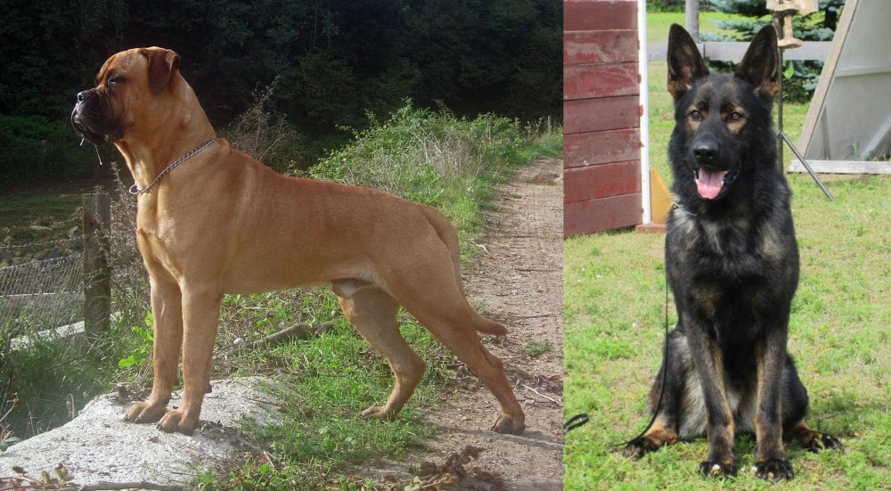 East German Shepherd vs Bullmastiff - Breed Comparison