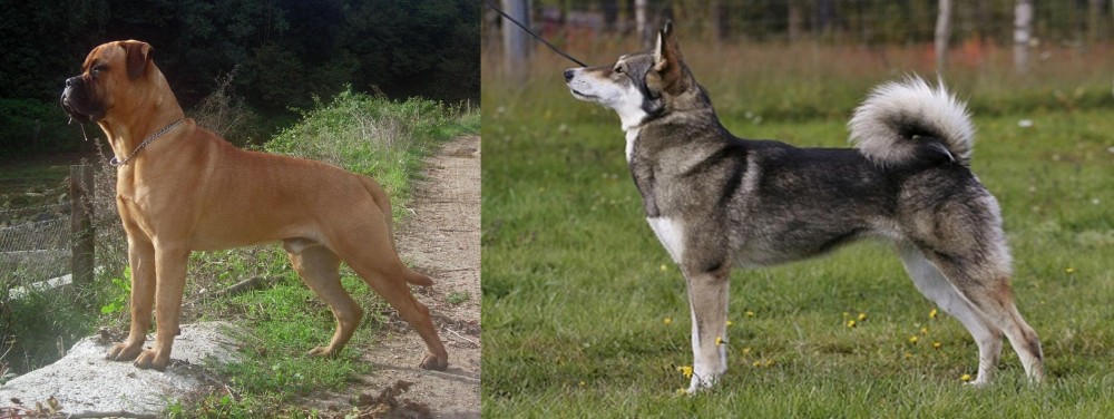East Siberian Laika vs Bullmastiff - Breed Comparison