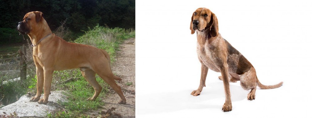 English Coonhound vs Bullmastiff - Breed Comparison