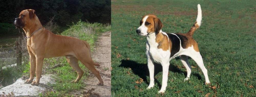 English Foxhound vs Bullmastiff - Breed Comparison