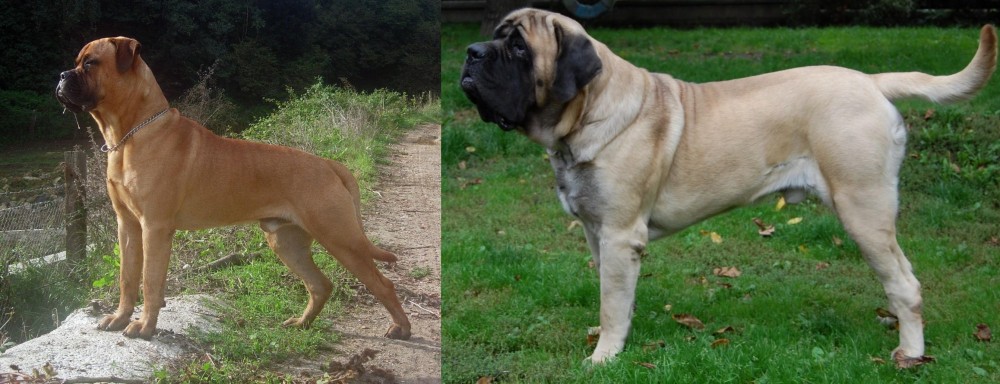 English Mastiff vs Bullmastiff - Breed Comparison