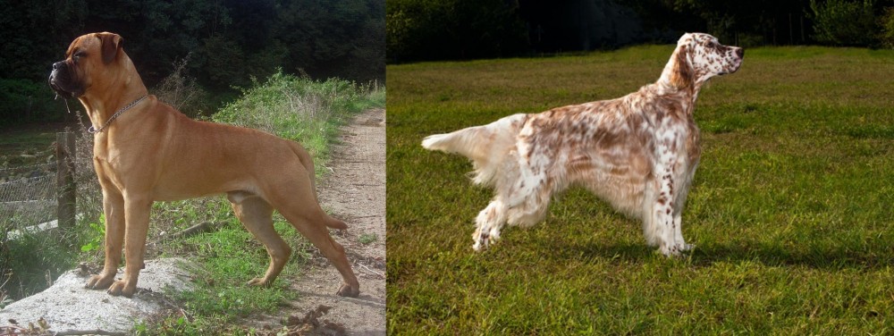 English Setter vs Bullmastiff - Breed Comparison