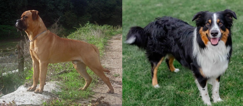 English Shepherd vs Bullmastiff - Breed Comparison