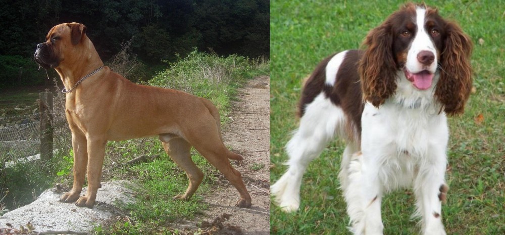 English Springer Spaniel vs Bullmastiff - Breed Comparison