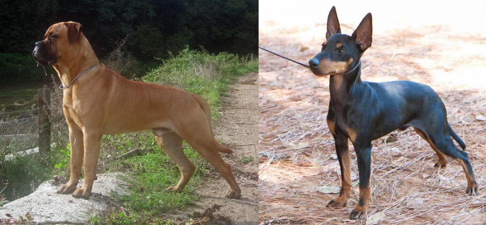 English Toy Terrier (Black & Tan) vs Bullmastiff - Breed Comparison