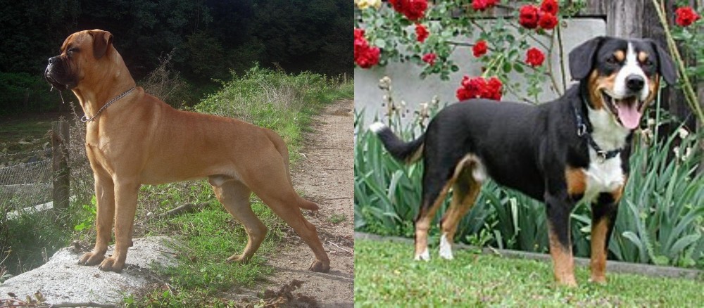 Entlebucher Mountain Dog vs Bullmastiff - Breed Comparison
