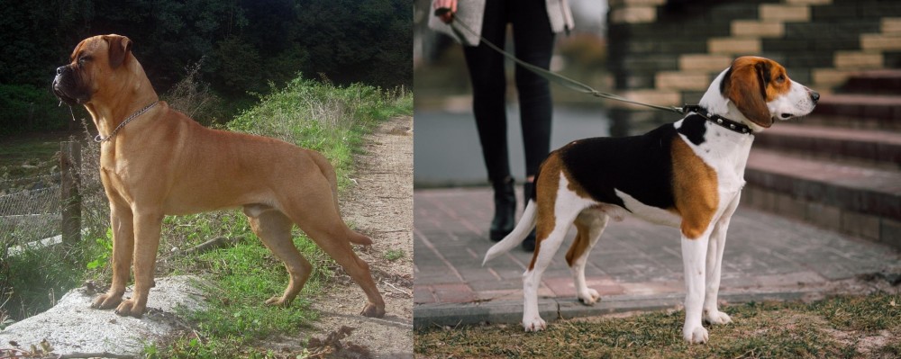Estonian Hound vs Bullmastiff - Breed Comparison