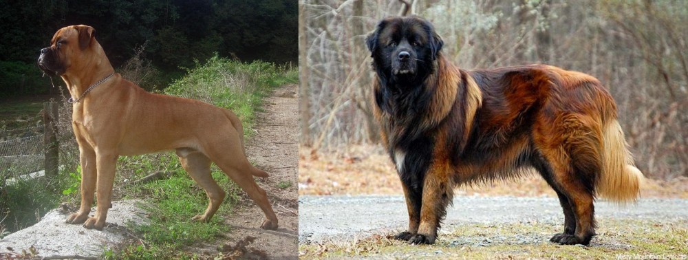 Estrela Mountain Dog vs Bullmastiff - Breed Comparison