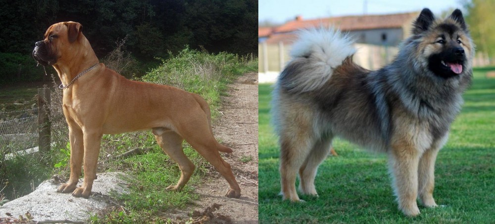 Eurasier vs Bullmastiff - Breed Comparison