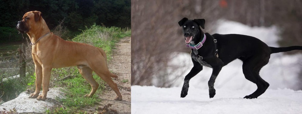 Eurohound vs Bullmastiff - Breed Comparison