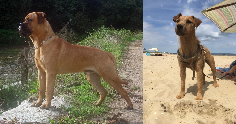 Fell Terrier vs Bullmastiff - Breed Comparison
