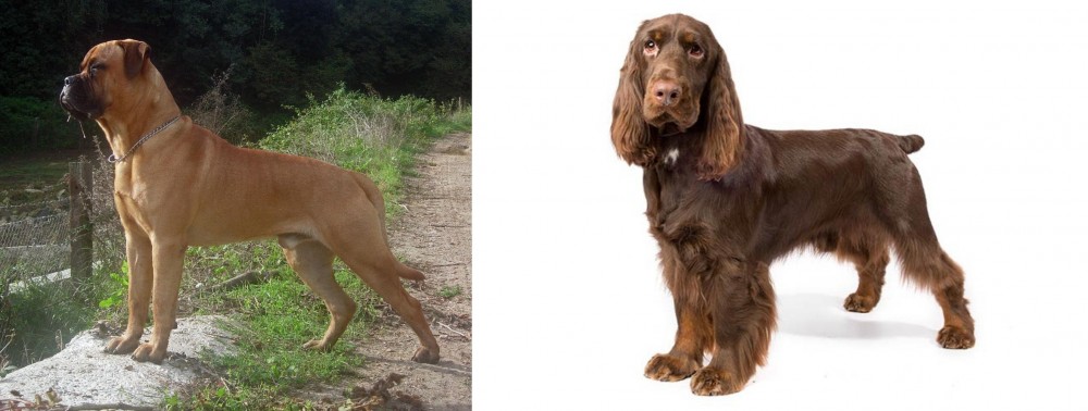 Field Spaniel vs Bullmastiff - Breed Comparison