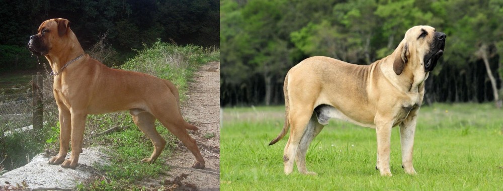 Fila Brasileiro vs Bullmastiff - Breed Comparison