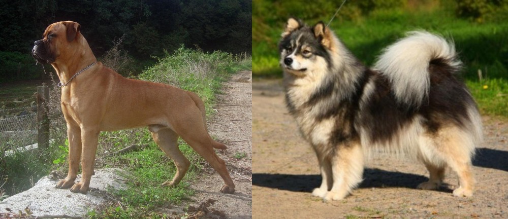 Finnish Lapphund vs Bullmastiff - Breed Comparison
