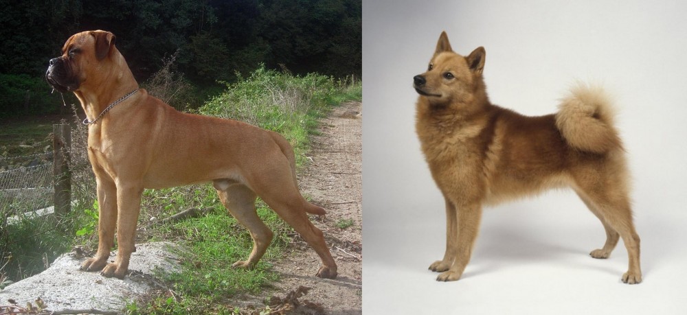 Finnish Spitz vs Bullmastiff - Breed Comparison