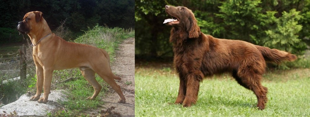 Flat-Coated Retriever vs Bullmastiff - Breed Comparison