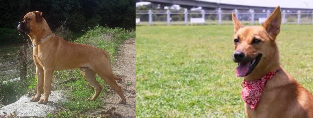 Formosan Mountain Dog vs Bullmastiff - Breed Comparison