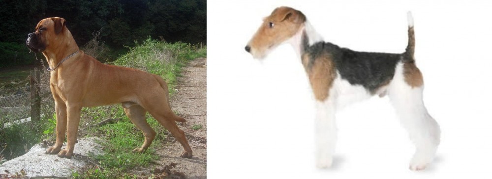 Fox Terrier vs Bullmastiff - Breed Comparison