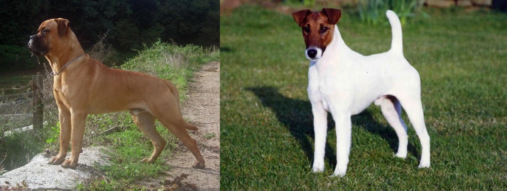Fox Terrier (Smooth) vs Bullmastiff - Breed Comparison