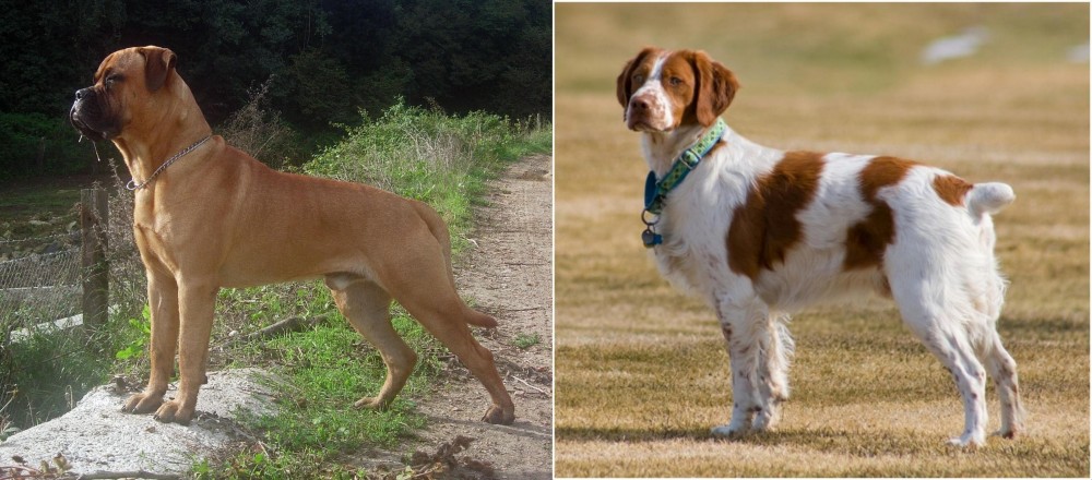French Brittany vs Bullmastiff - Breed Comparison