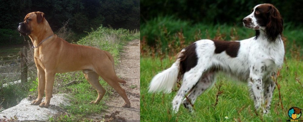 French Spaniel vs Bullmastiff - Breed Comparison