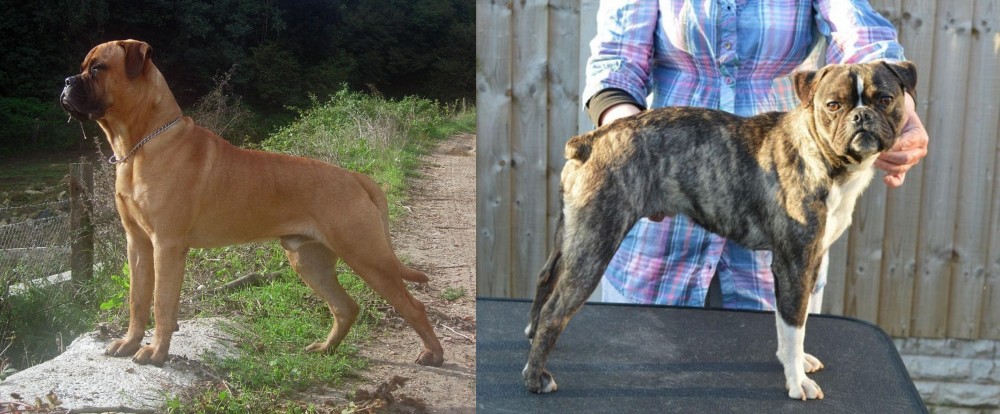Fruggle vs Bullmastiff - Breed Comparison
