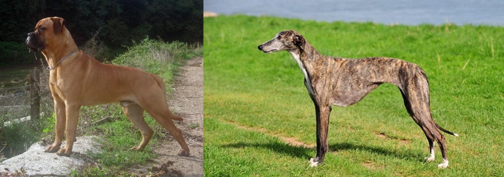 Galgo Espanol vs Bullmastiff - Breed Comparison