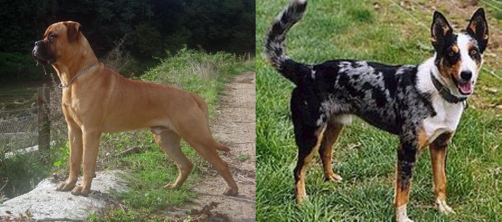 German Coolie vs Bullmastiff - Breed Comparison