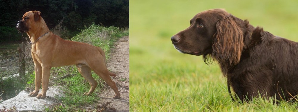 German Longhaired Pointer vs Bullmastiff - Breed Comparison