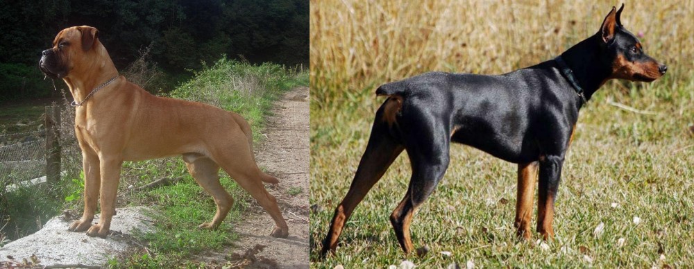 German Pinscher vs Bullmastiff - Breed Comparison