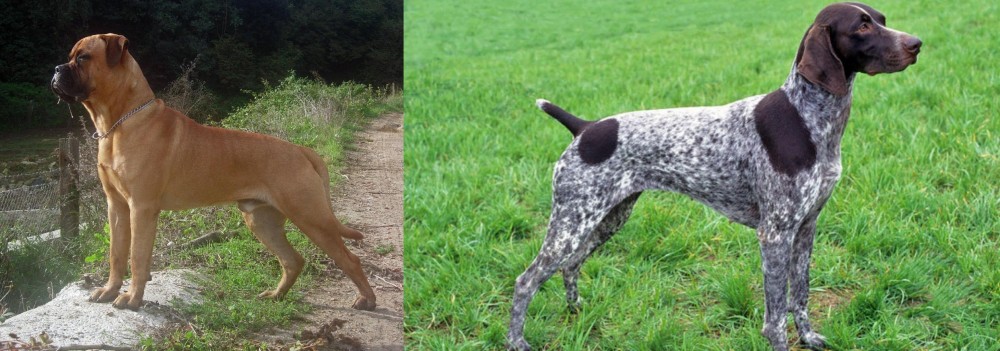 German Shorthaired Pointer vs Bullmastiff - Breed Comparison