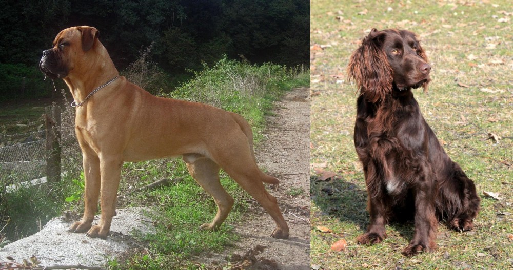 German Spaniel vs Bullmastiff - Breed Comparison