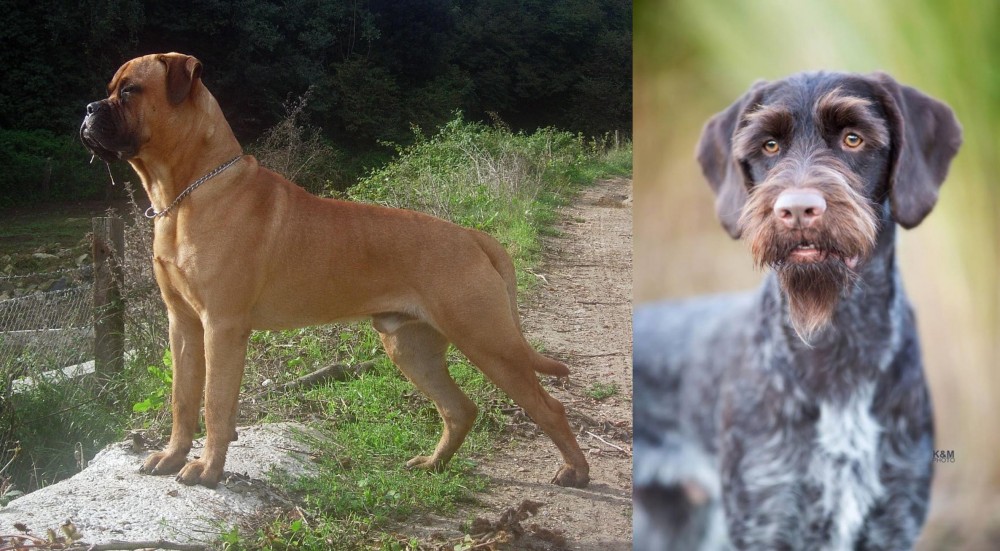 German Wirehaired Pointer vs Bullmastiff - Breed Comparison
