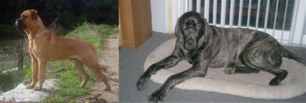 Giant Maso Mastiff vs Bullmastiff - Breed Comparison