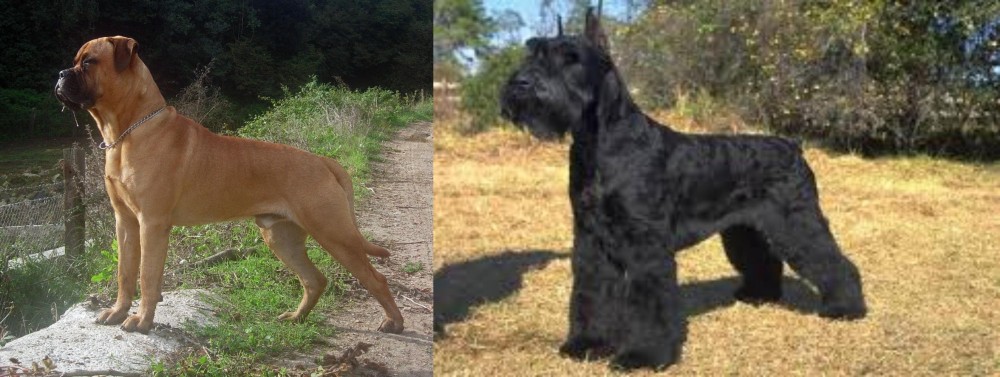 Giant Schnauzer vs Bullmastiff - Breed Comparison