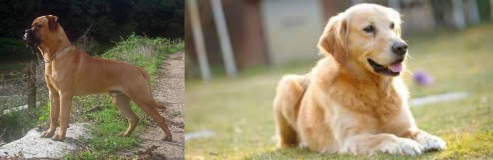 Goldador vs Bullmastiff - Breed Comparison