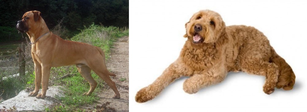 Golden Doodle vs Bullmastiff - Breed Comparison