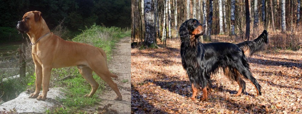 Gordon Setter vs Bullmastiff - Breed Comparison