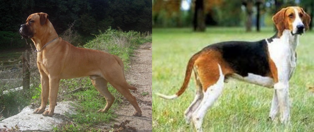 Grand Anglo-Francais Tricolore vs Bullmastiff - Breed Comparison