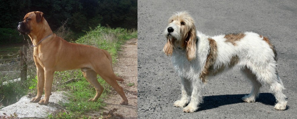 Grand Basset Griffon Vendeen vs Bullmastiff - Breed Comparison