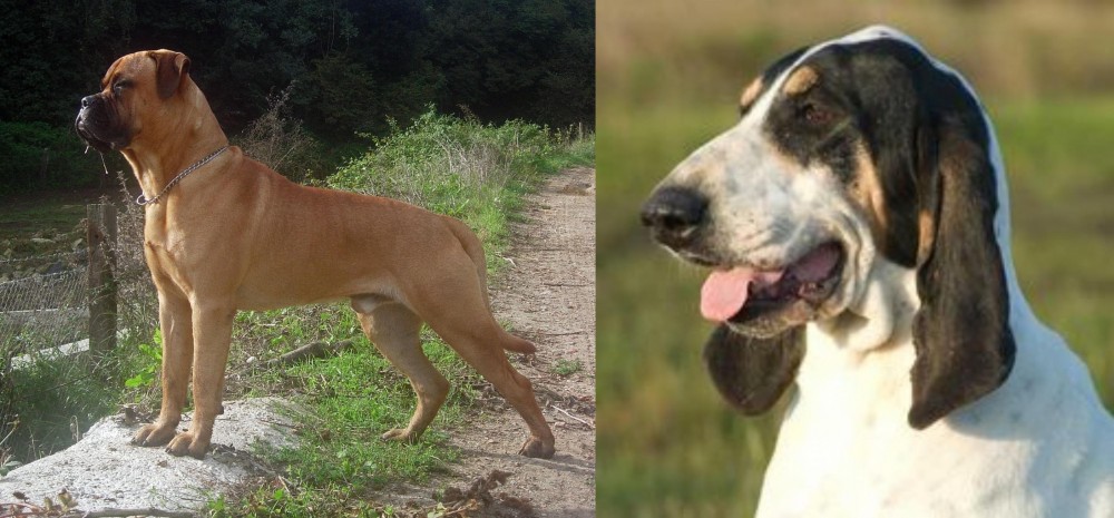 Grand Gascon Saintongeois vs Bullmastiff - Breed Comparison